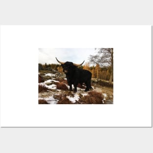 Scottish Highland Cattle Black Bull 2254 Posters and Art